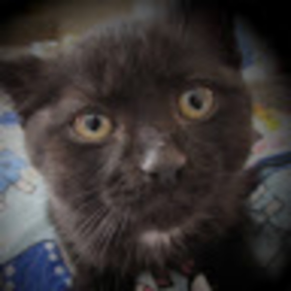 Meet your Posher, Harley - Picture 1 of 1